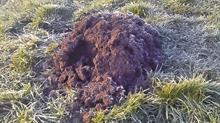 Mole hill